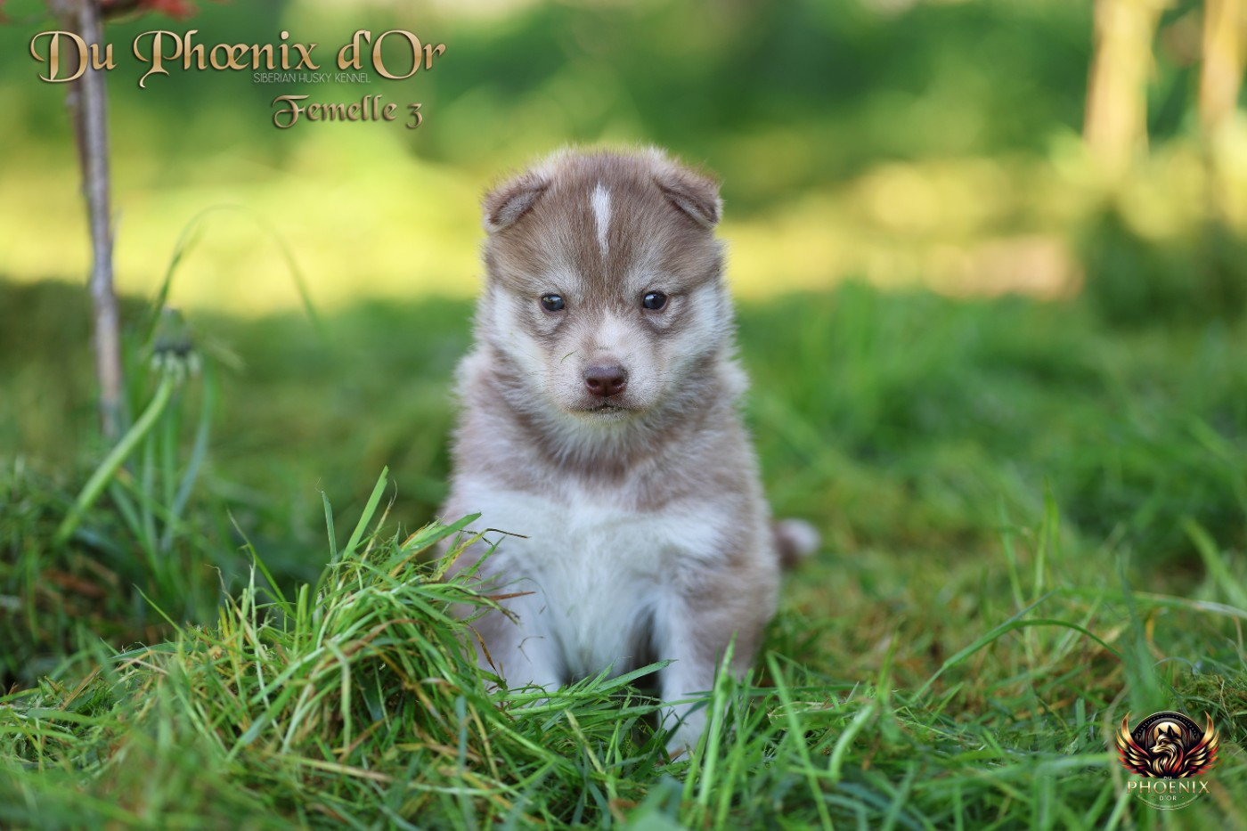 Du Phoenix D'Or - Chiots disponibles - Siberian Husky