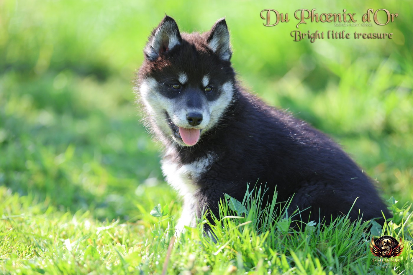 Du Phoenix D'Or - Chiots disponibles - Siberian Husky