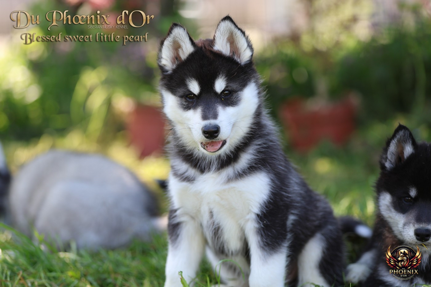 Du Phoenix D'Or - Chiots disponibles - Siberian Husky