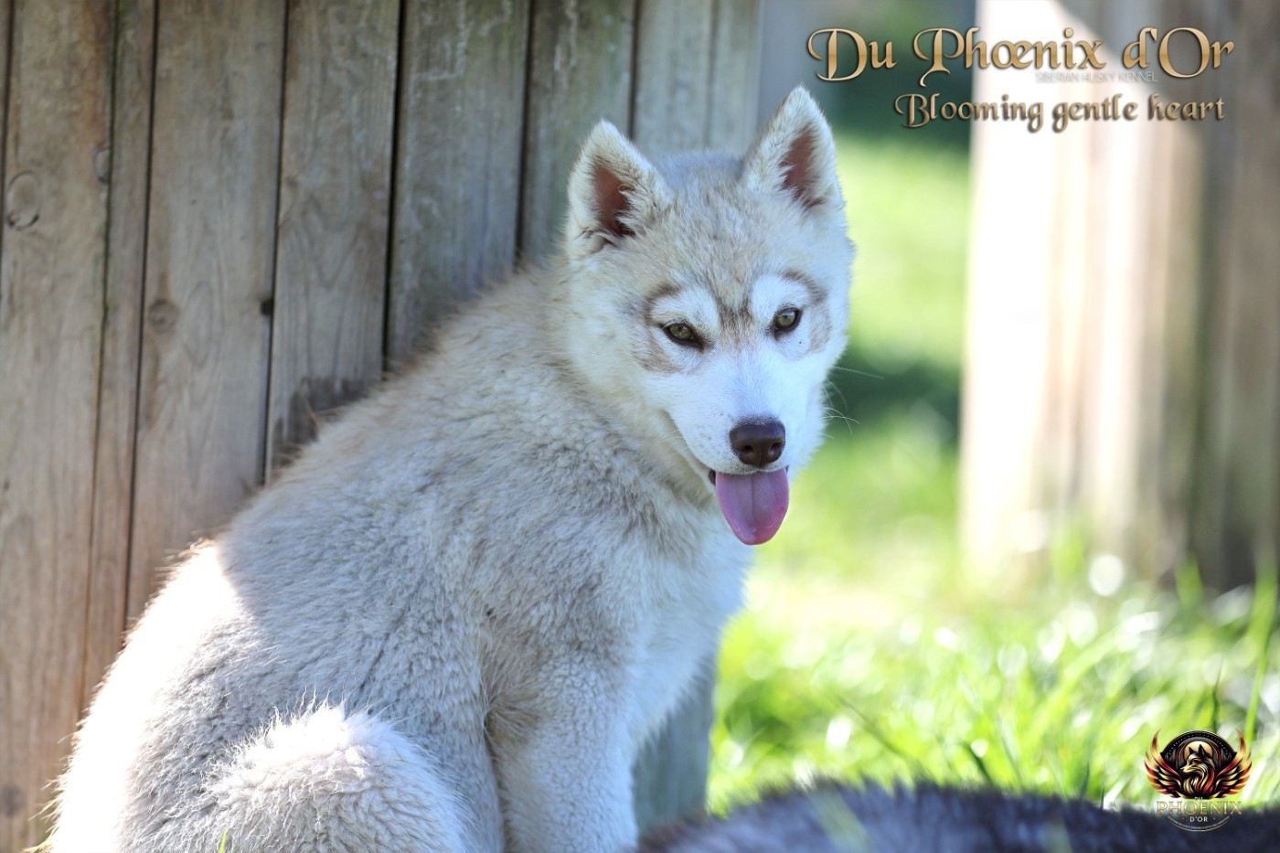 Du Phoenix D'Or - Chiots disponibles - Siberian Husky