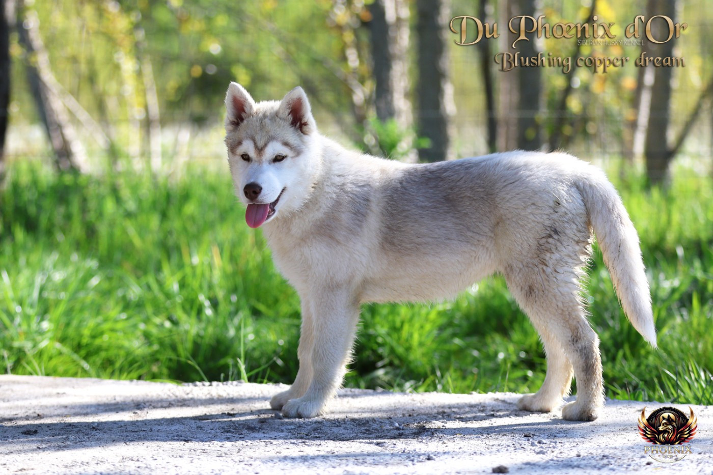 Du Phoenix D'Or - Chiots disponibles - Siberian Husky