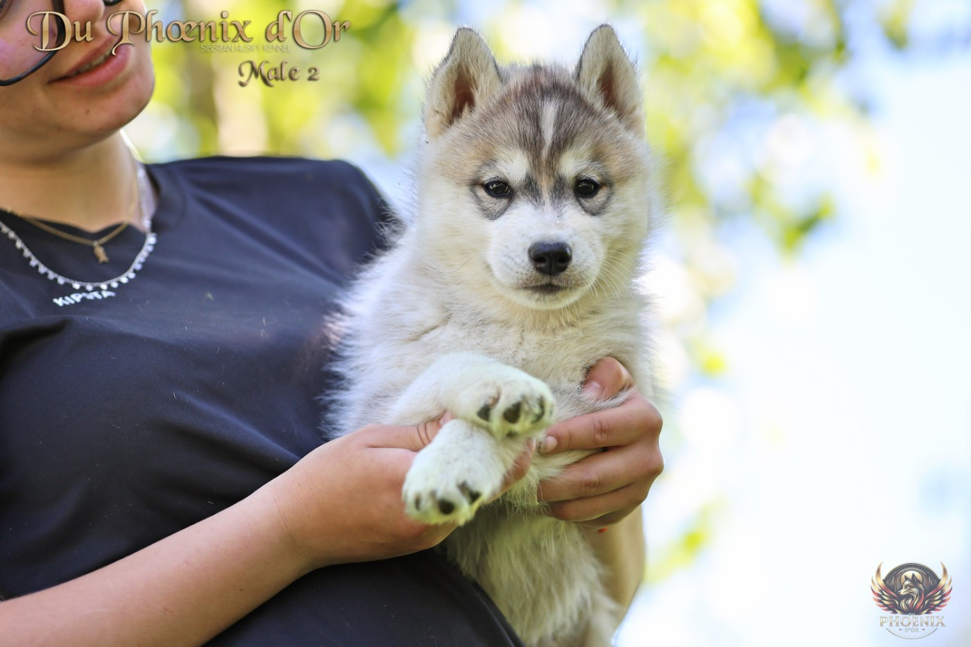 Du Phoenix D'Or - Chiots disponibles - Siberian Husky