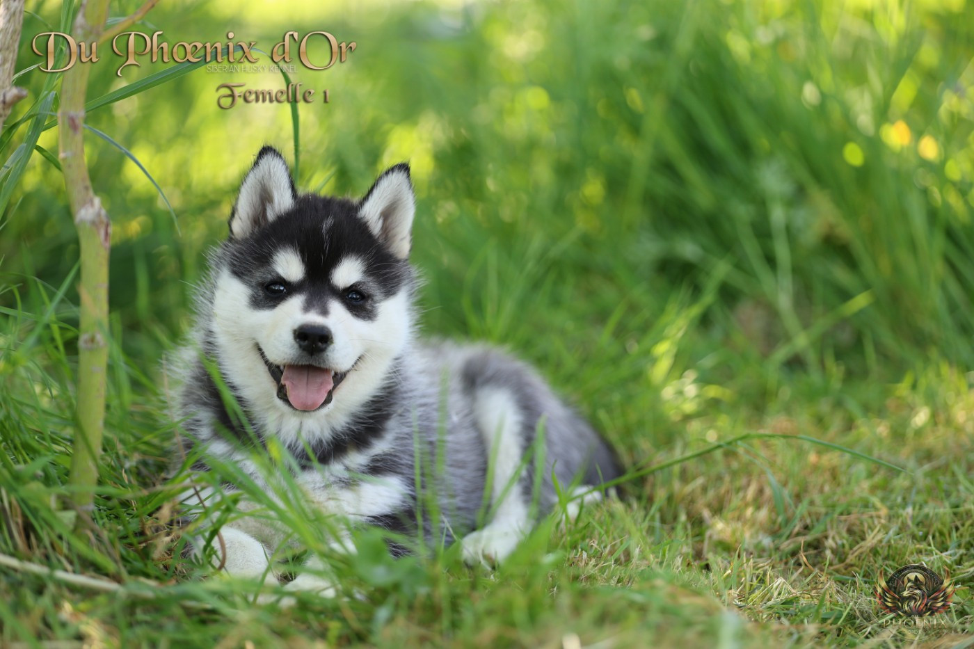 Du Phoenix D'Or - Chiots disponibles - Siberian Husky