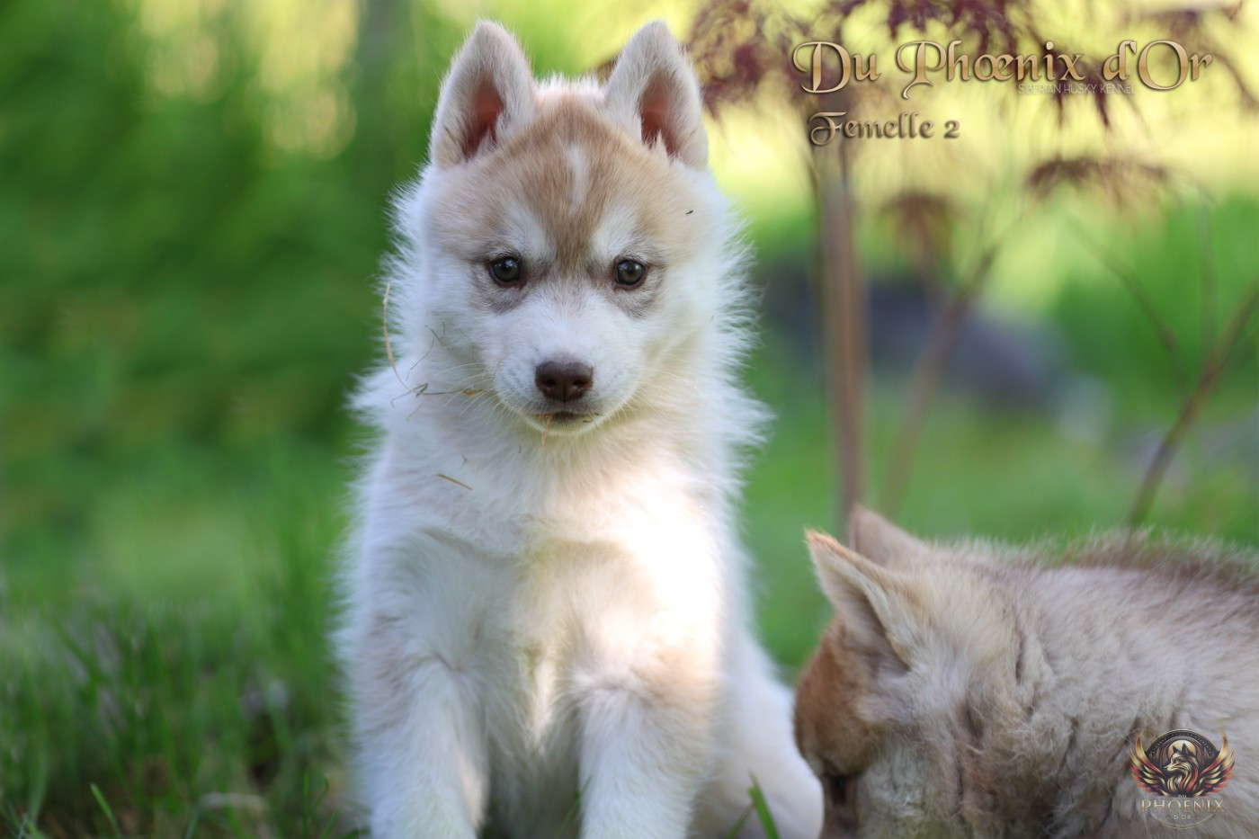 Du Phoenix D'Or - Chiots disponibles - Siberian Husky