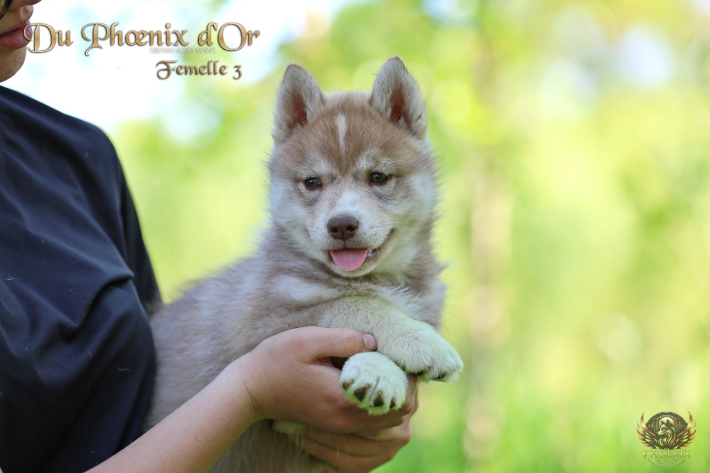 Du Phoenix D'Or - Chiots disponibles - Siberian Husky