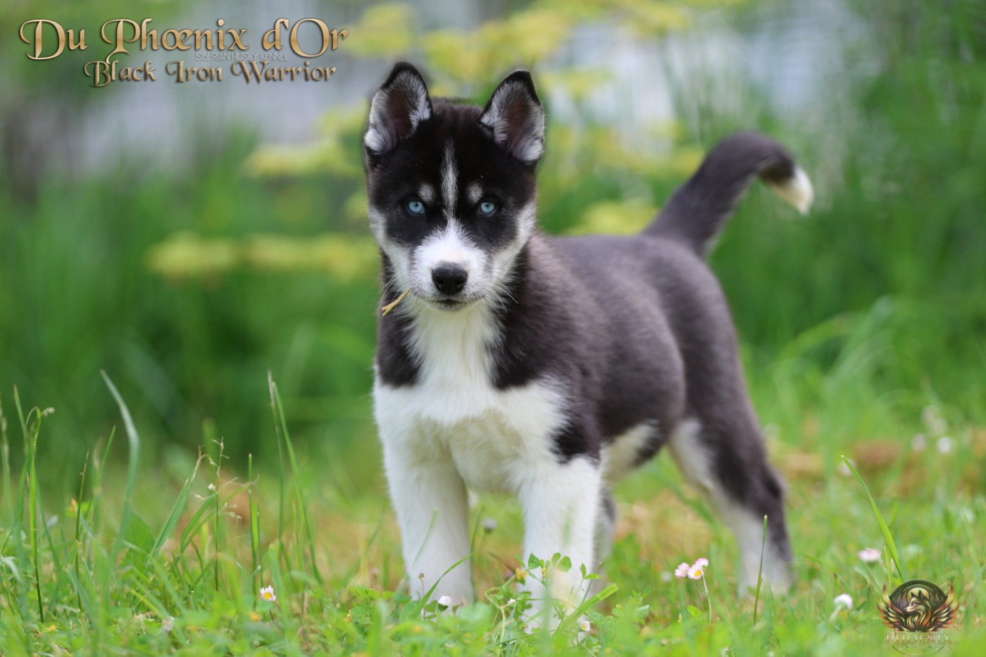 Du Phoenix D'Or - Chiots disponibles - Siberian Husky