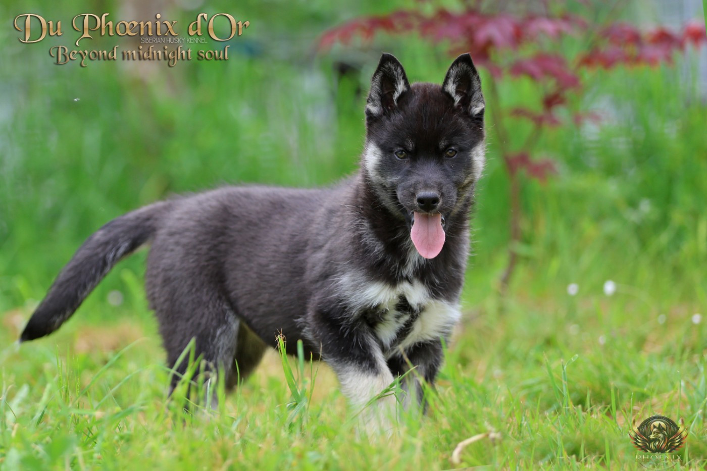 Du Phoenix D'Or - Chiots disponibles - Siberian Husky