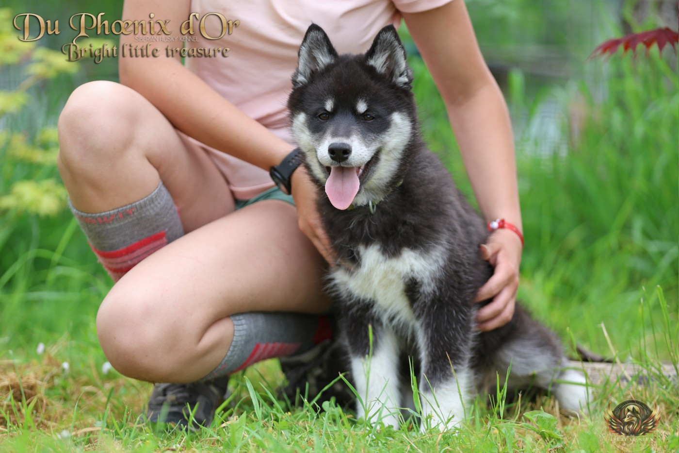 Du Phoenix D'Or - Chiots disponibles - Siberian Husky