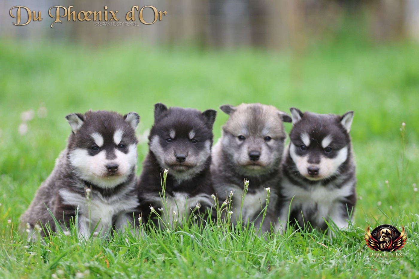 Chiot Siberian Husky Du Phoenix D'Or
