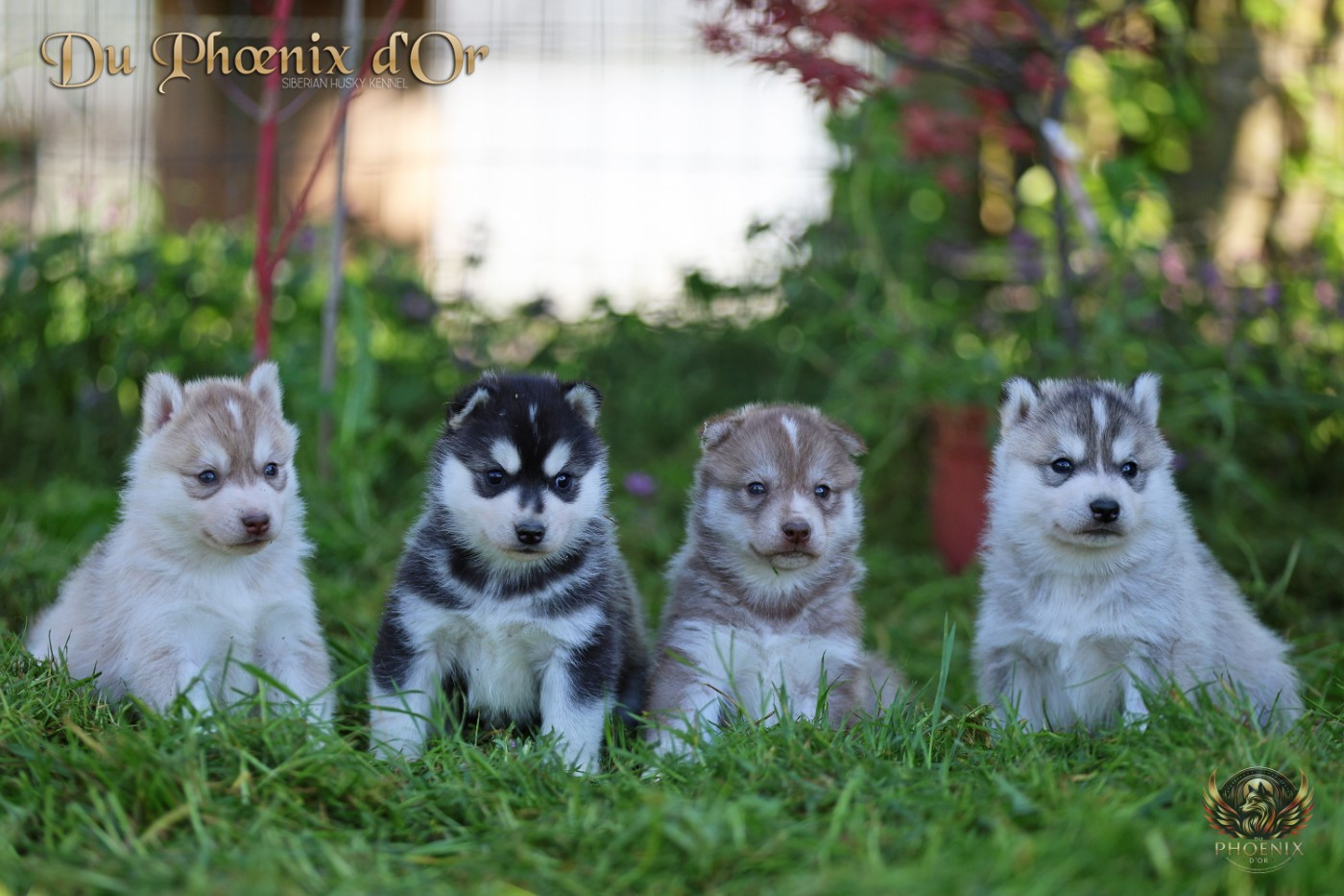 Chiot Siberian Husky Du Phoenix D'Or