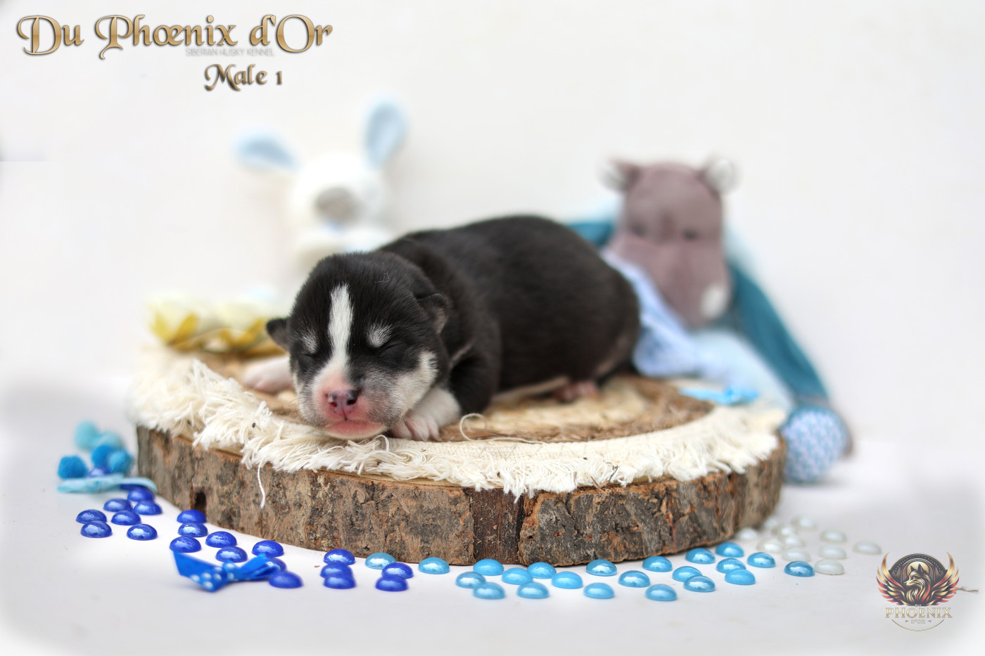 Du Phoenix D'Or - Chiots disponibles - Siberian Husky