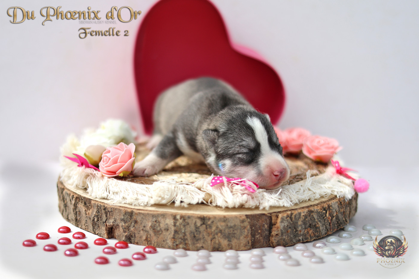Du Phoenix D'Or - Chiots disponibles - Siberian Husky