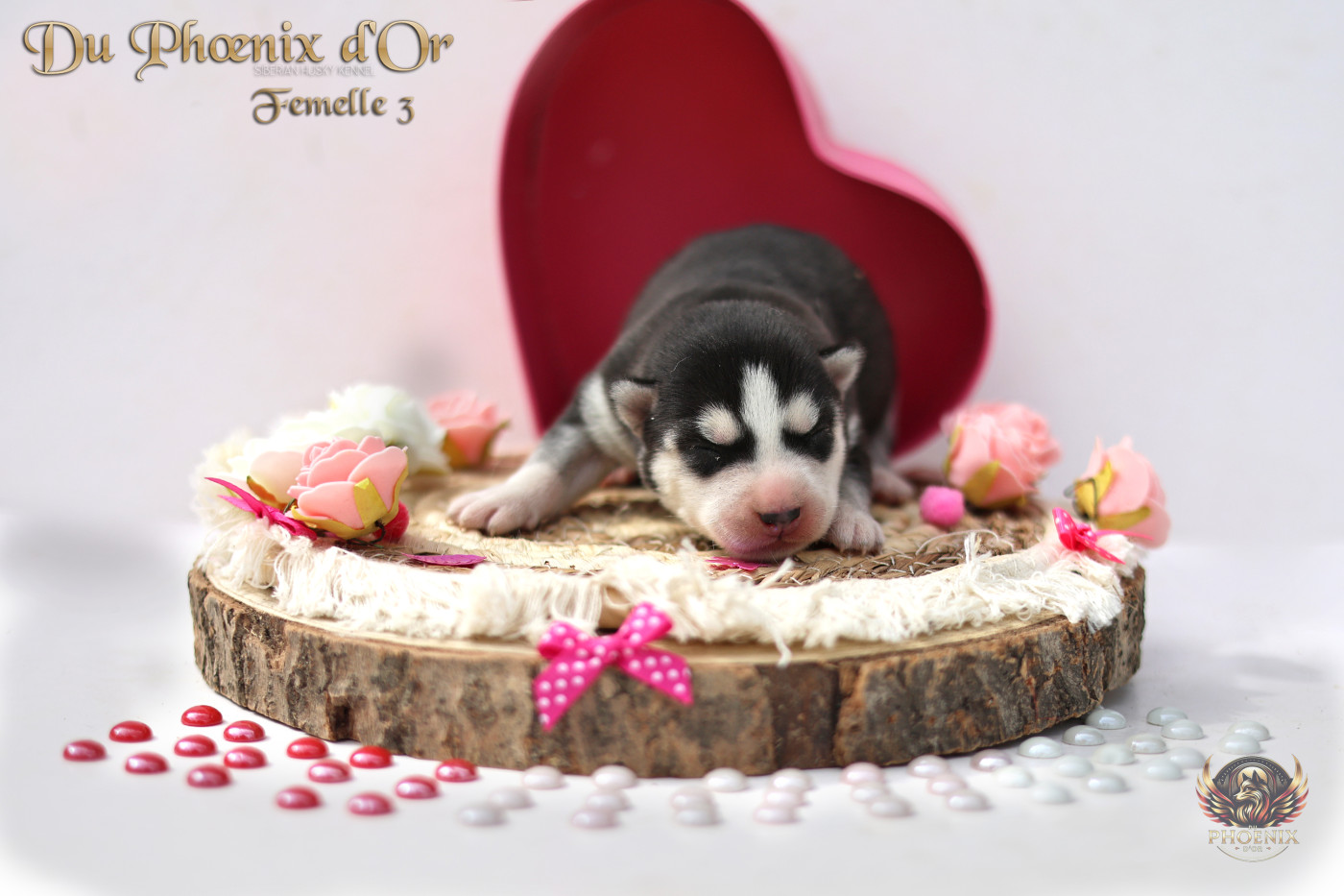 Du Phoenix D'Or - Chiots disponibles - Siberian Husky