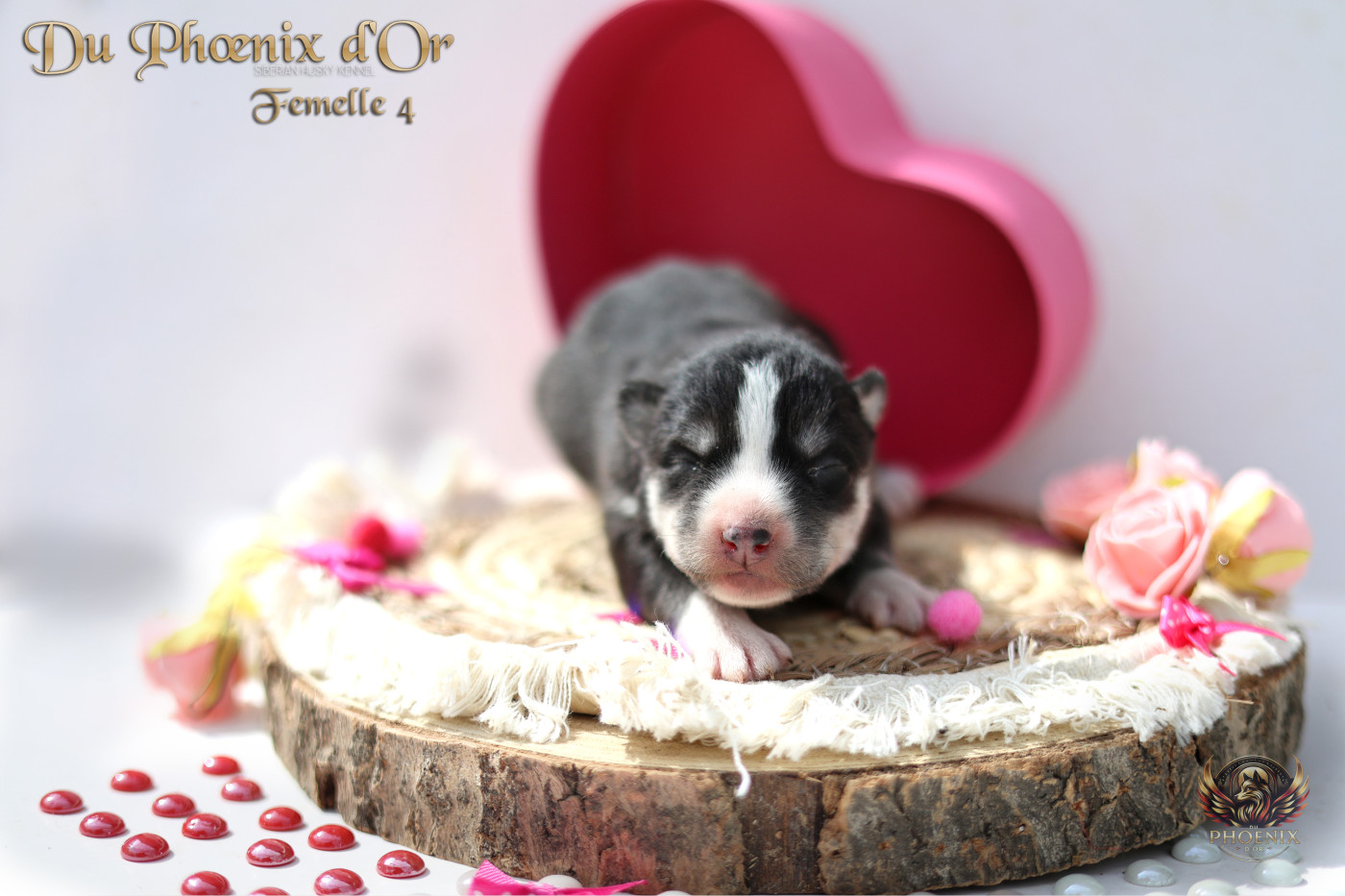 Du Phoenix D'Or - Chiots disponibles - Siberian Husky