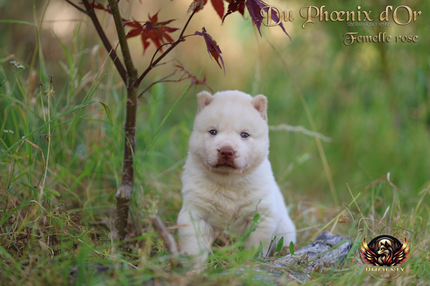 Du Phoenix D'Or - Chiots disponibles - Siberian Husky