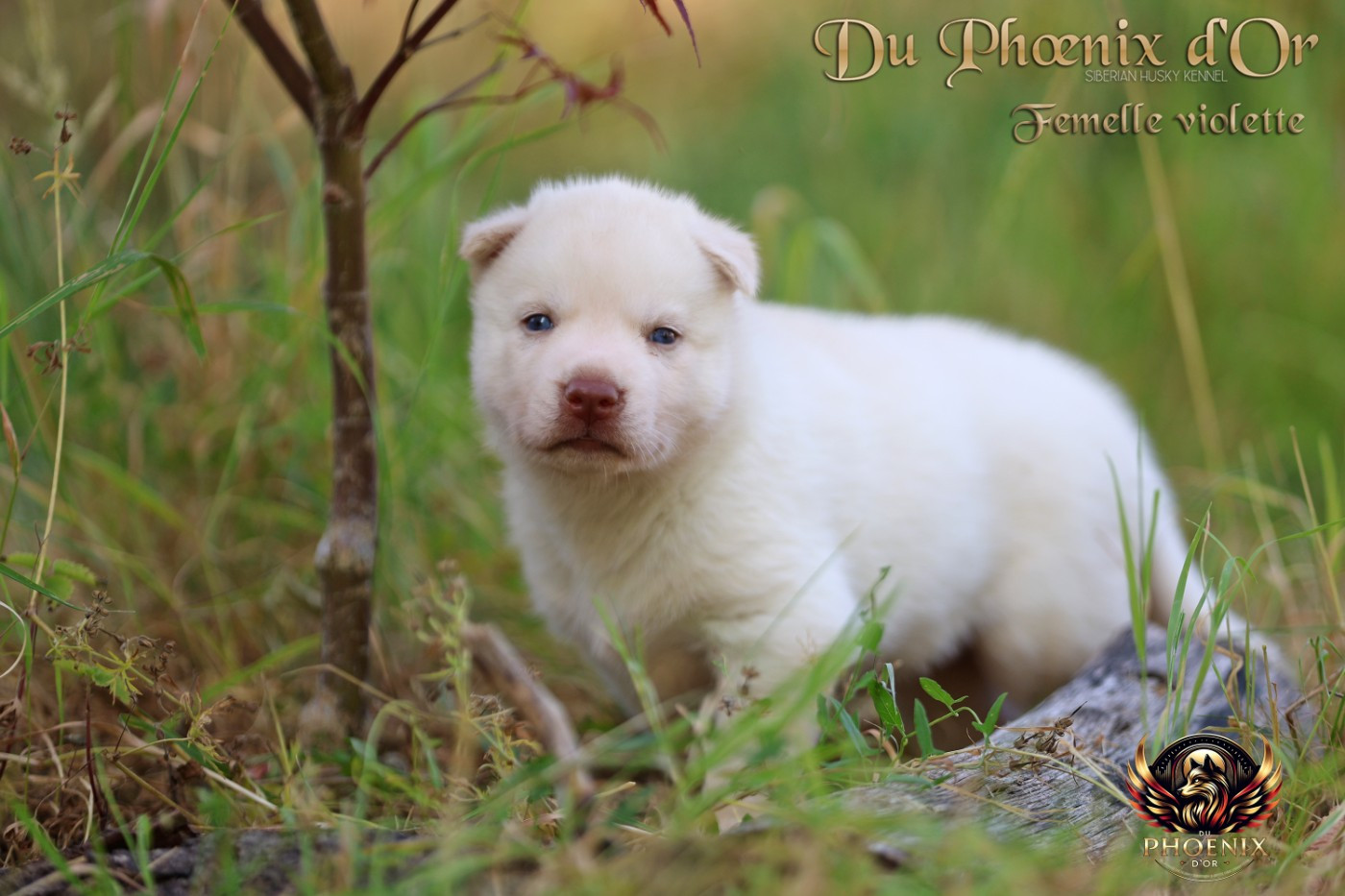 Du Phoenix D'Or - Chiots disponibles - Siberian Husky