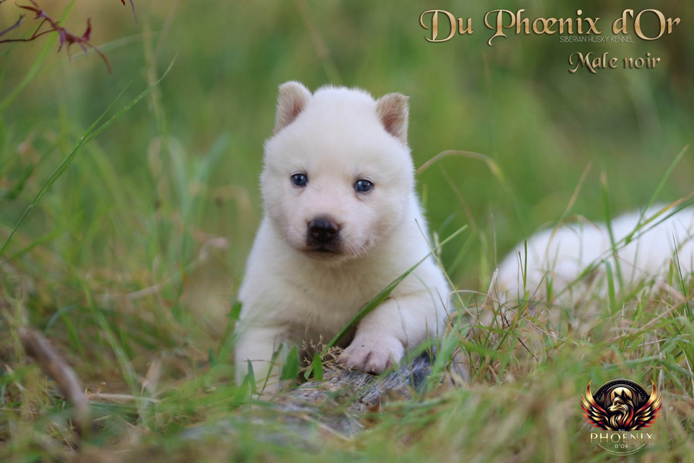 Du Phoenix D'Or - Chiots disponibles - Siberian Husky