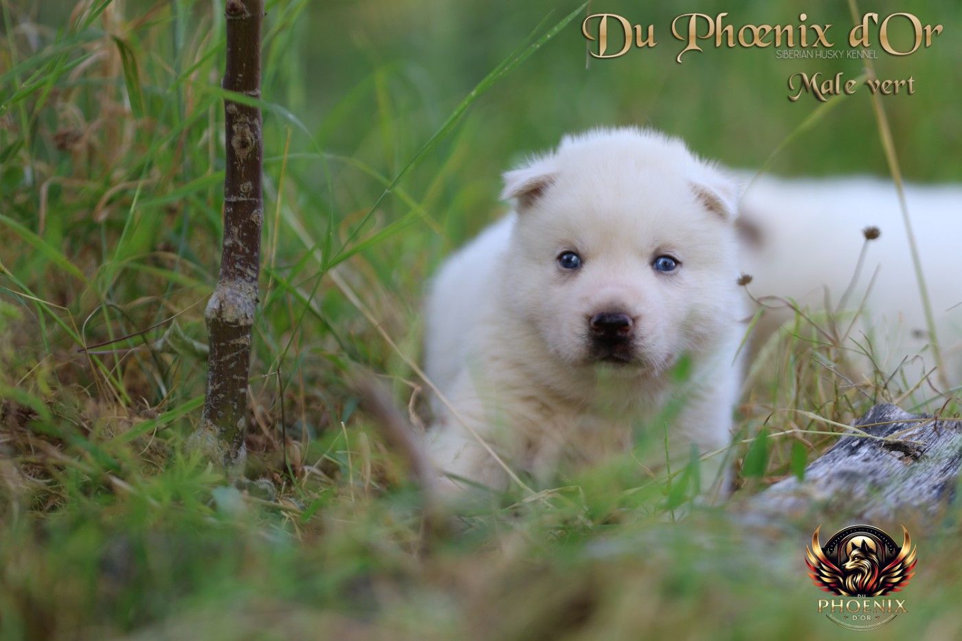 Du Phoenix D'Or - Chiots disponibles - Siberian Husky