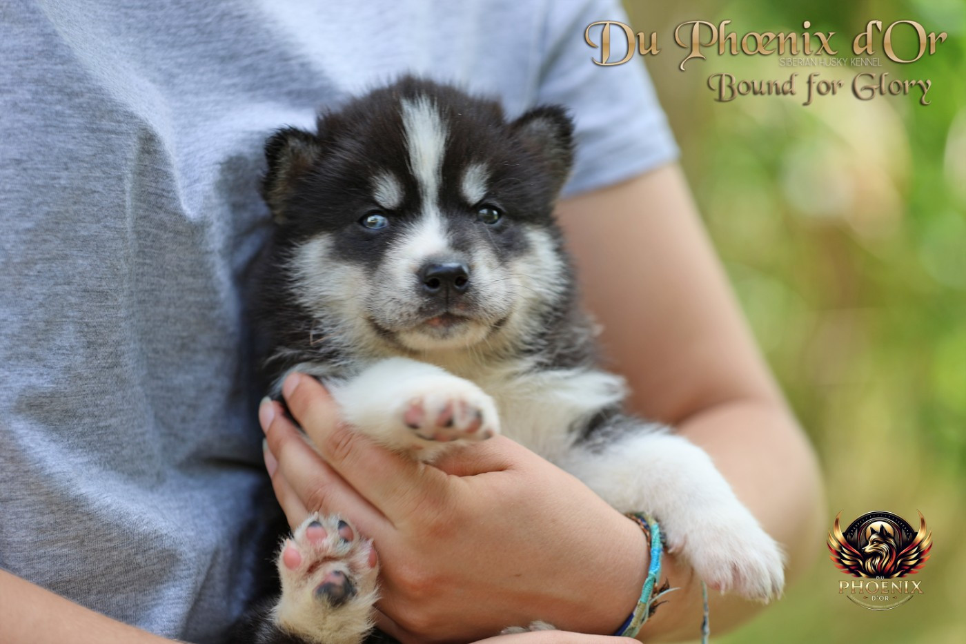 Chiot N°1