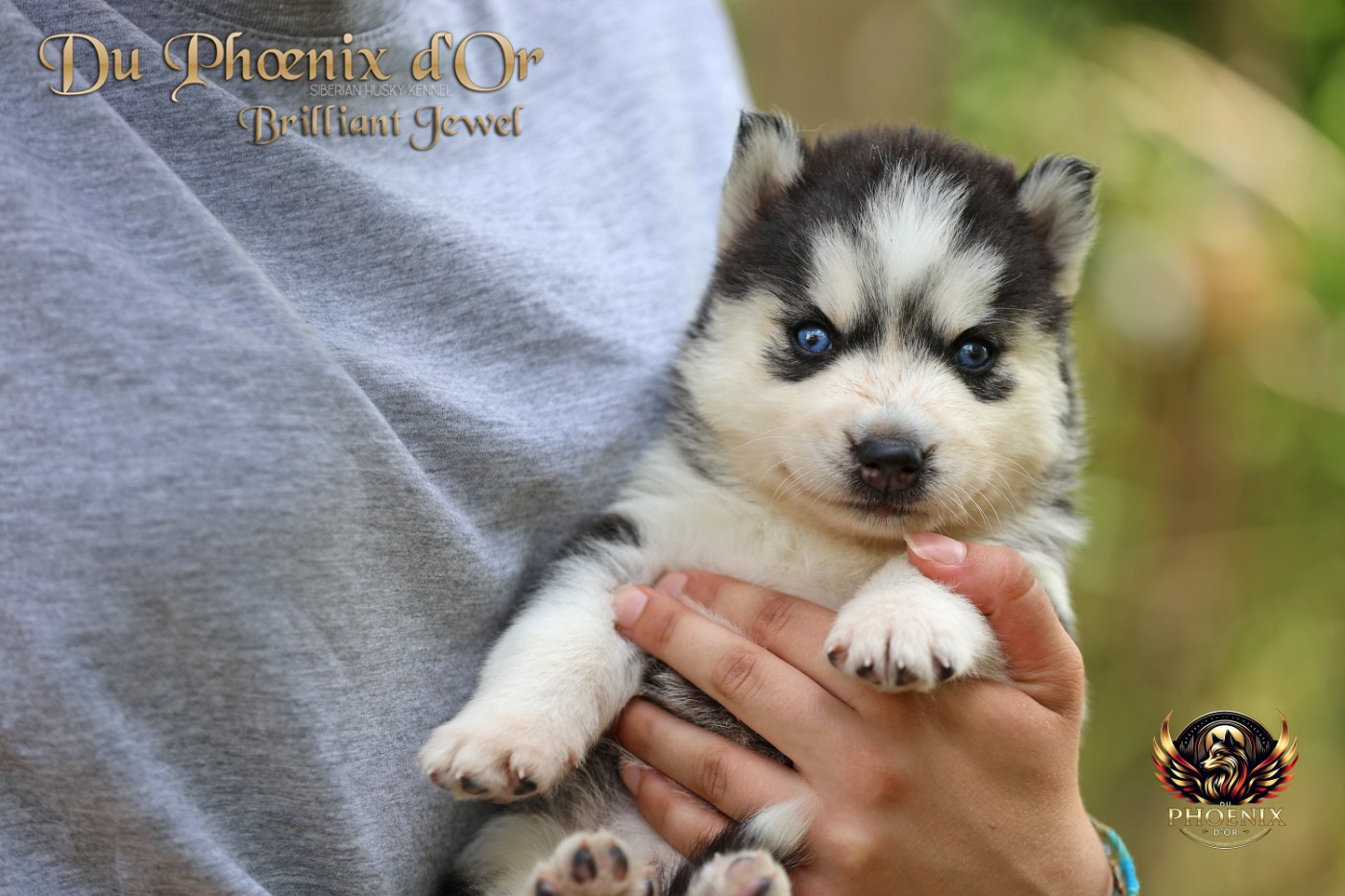 Chiot N°2