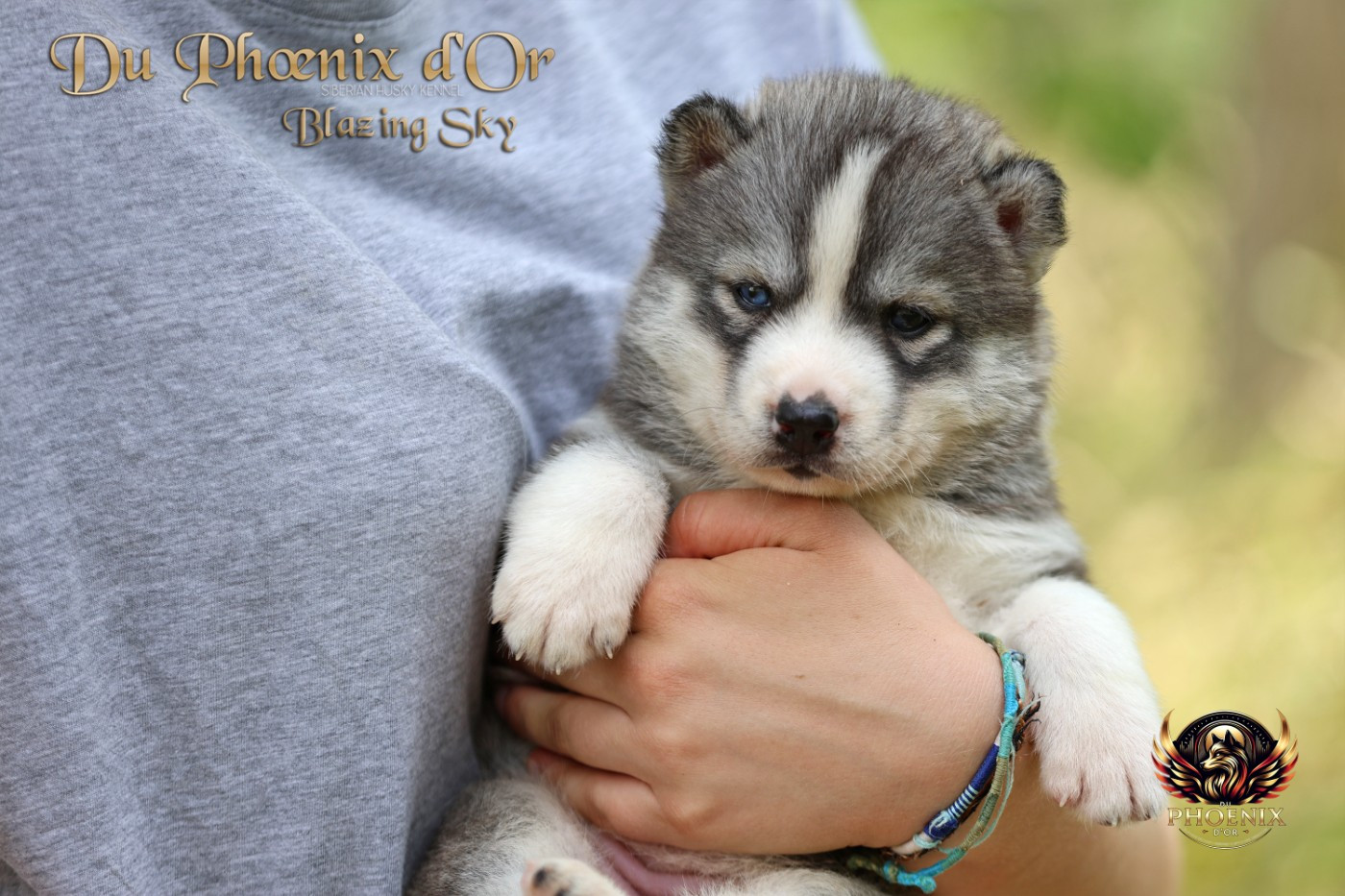 Du Phoenix D'Or - Chiots disponibles - Siberian Husky