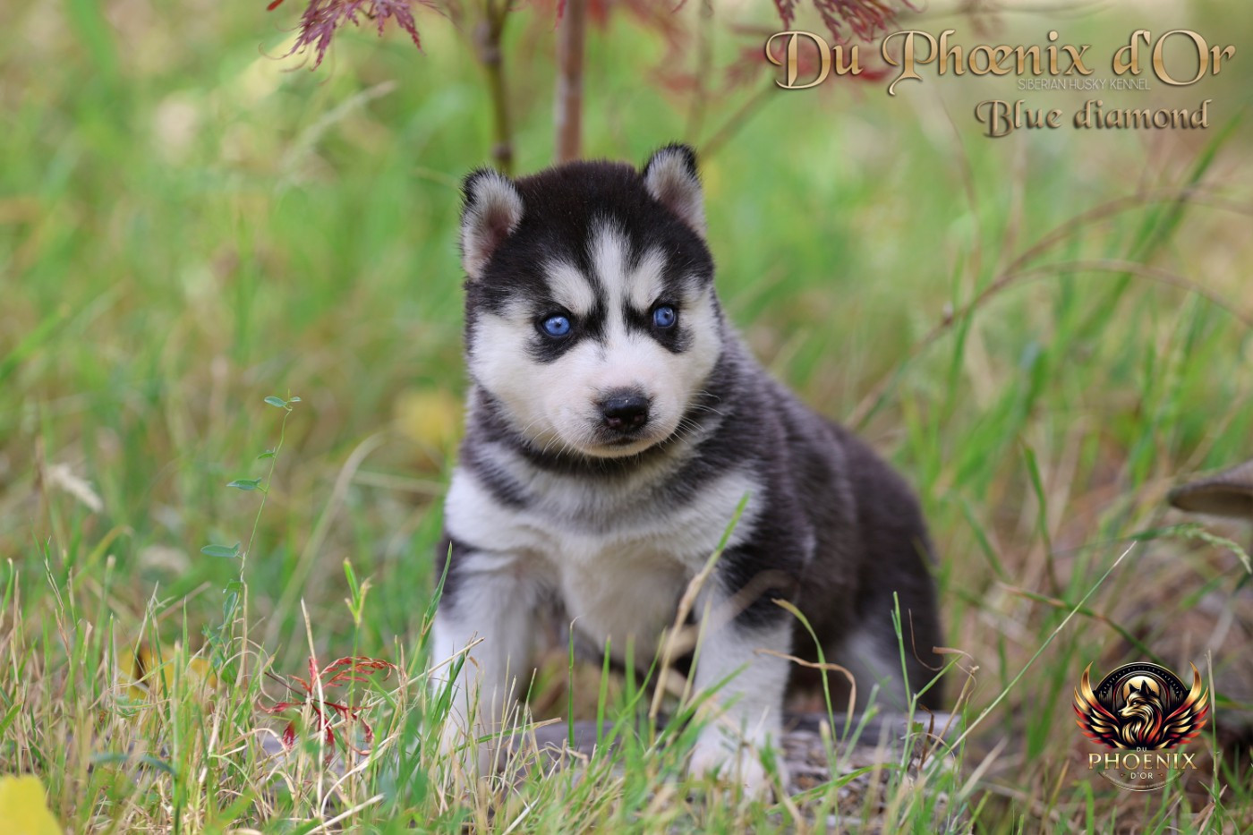 Du Phoenix D'Or - Chiots disponibles - Siberian Husky