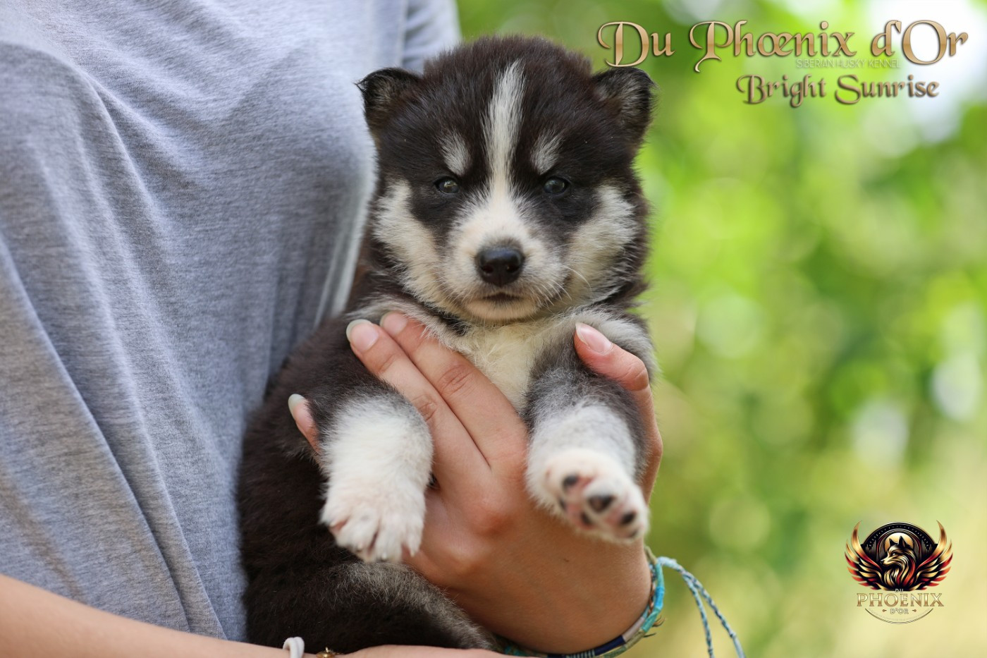 Chiot N°5