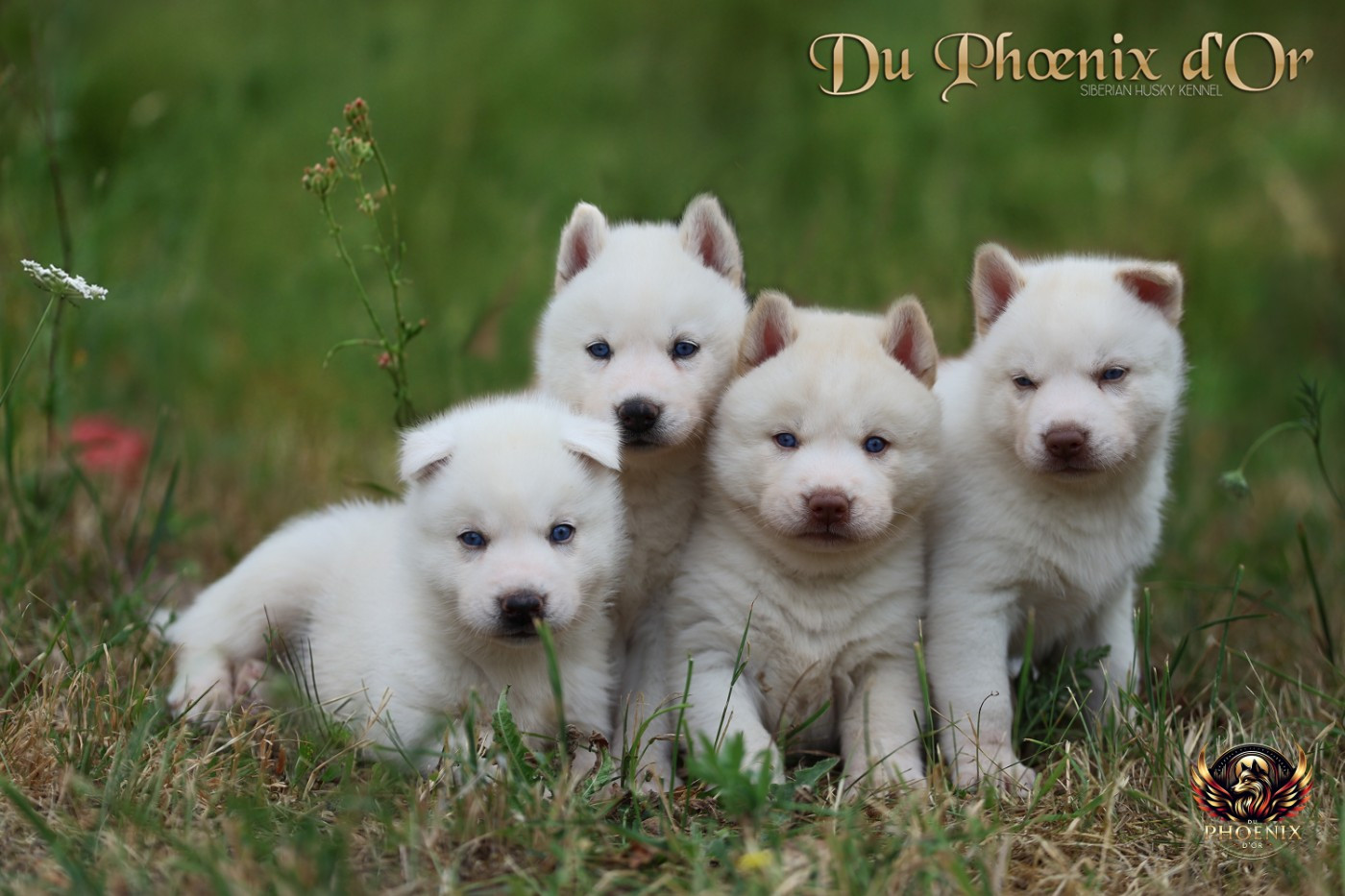 Chiot Siberian Husky Du Phoenix D'Or