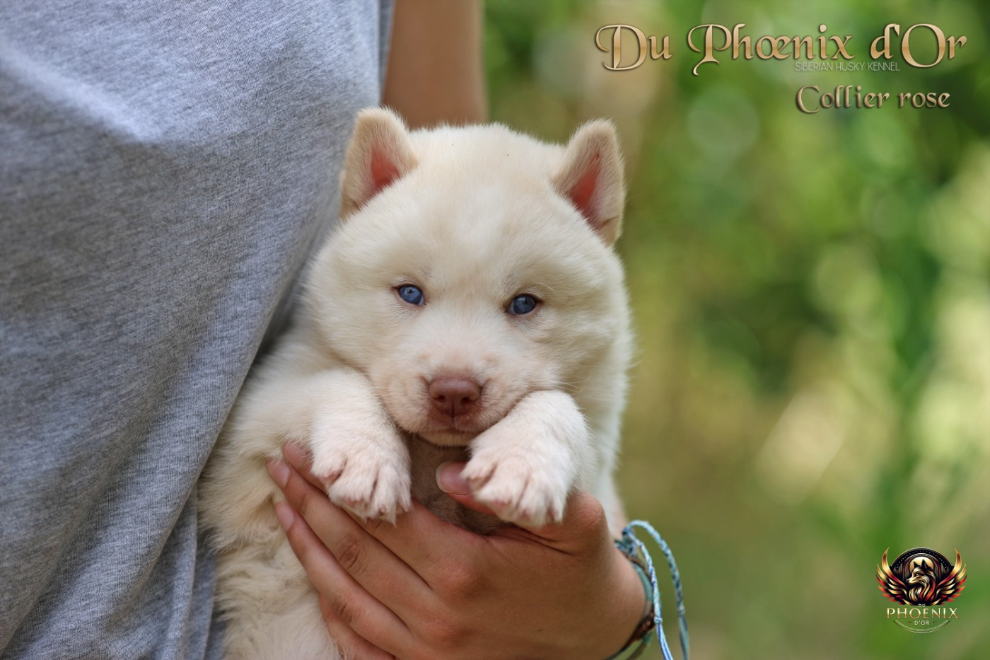 CHIOT 1