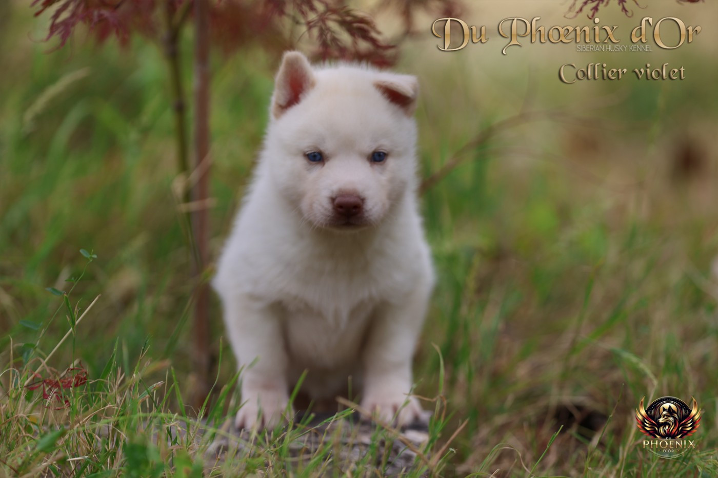 Du Phoenix D'Or - Chiots disponibles - Siberian Husky