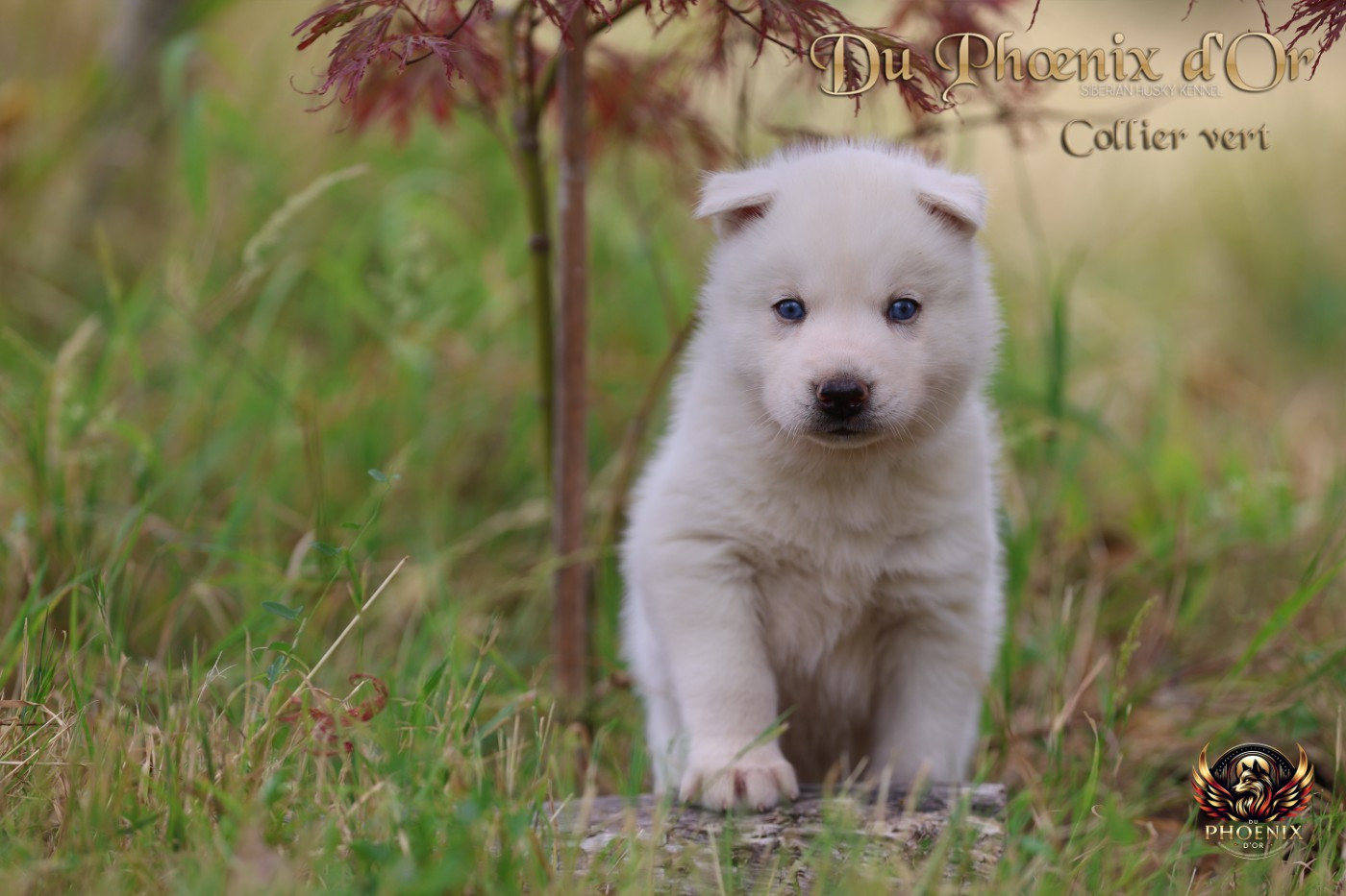 Du Phoenix D'Or - Chiots disponibles - Siberian Husky