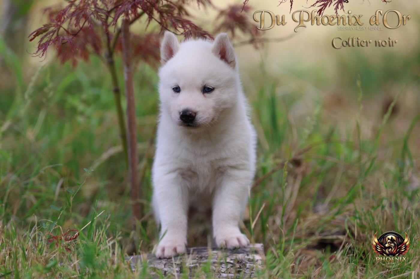 CHIOT 3