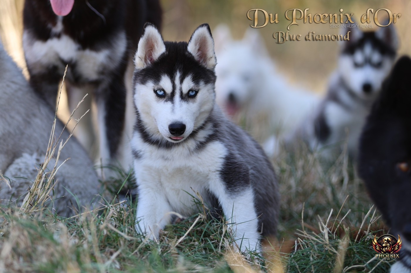 Du Phoenix D'Or - Chiots disponibles - Siberian Husky