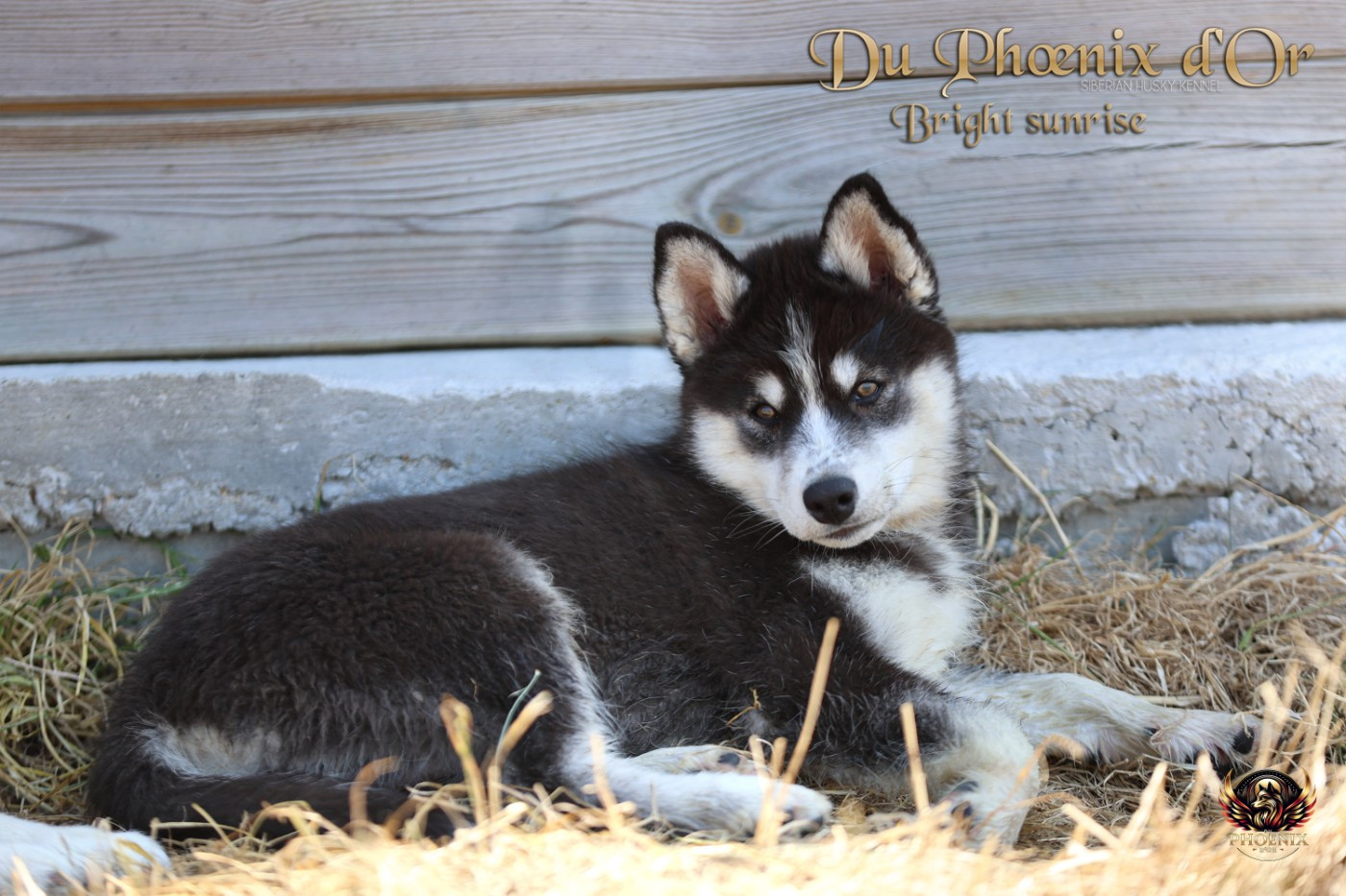 Du Phoenix D'Or - Chiots disponibles - Siberian Husky