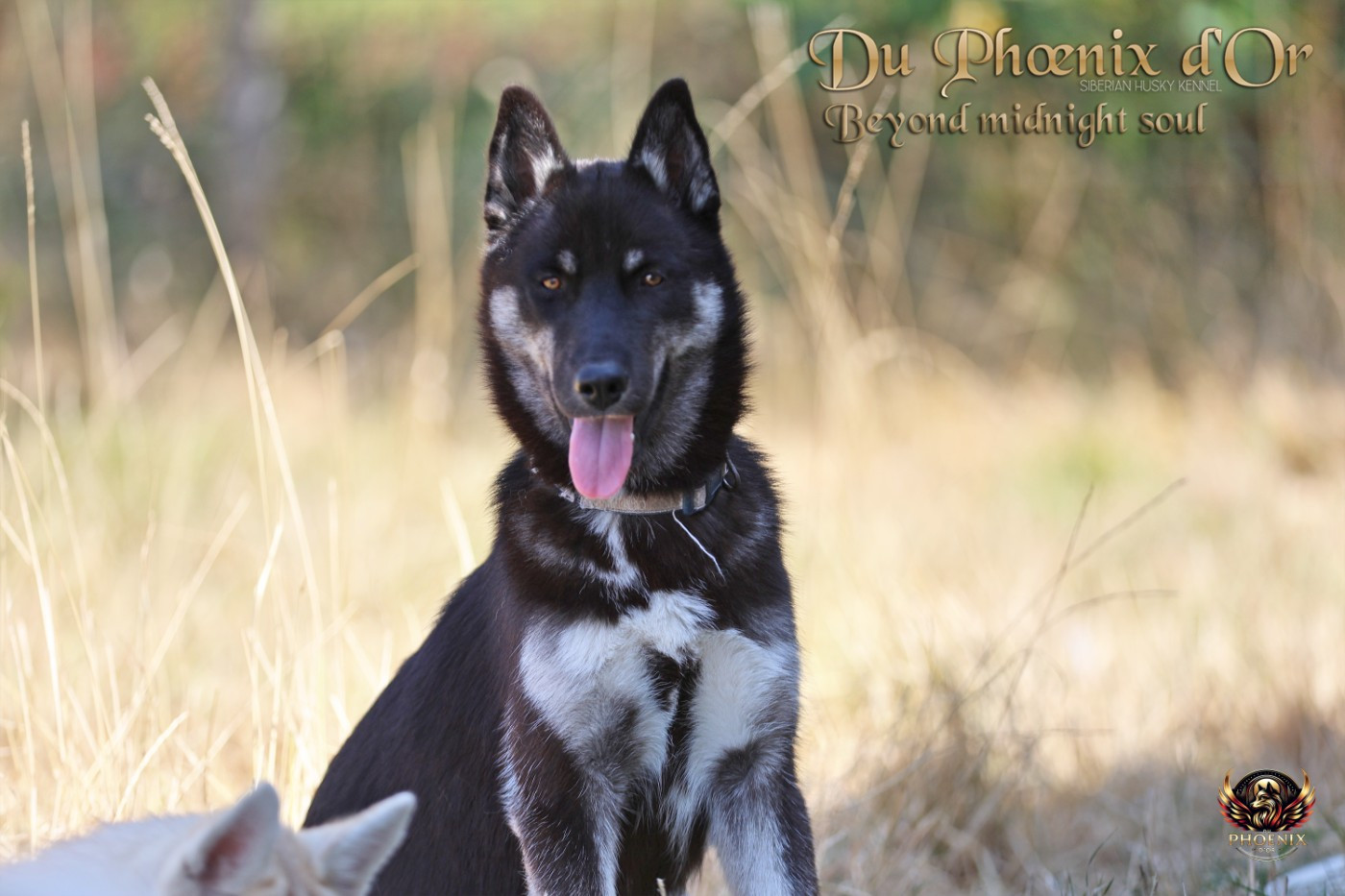 Du Phoenix D'Or - Chiots disponibles - Siberian Husky