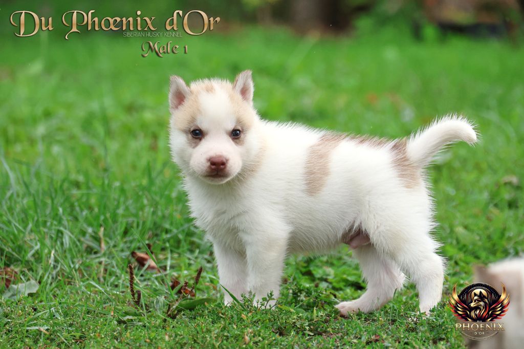 Du Phoenix D'Or - Chiots disponibles - Siberian Husky