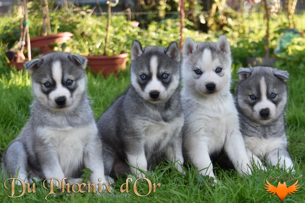 Du Phoenix D'Or - Siberian Husky - Portée née le 19/09/2024