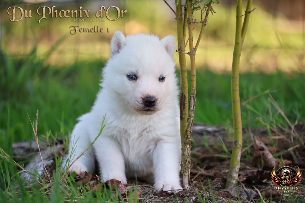 Du Phoenix D'Or - Chiots disponibles - Siberian Husky