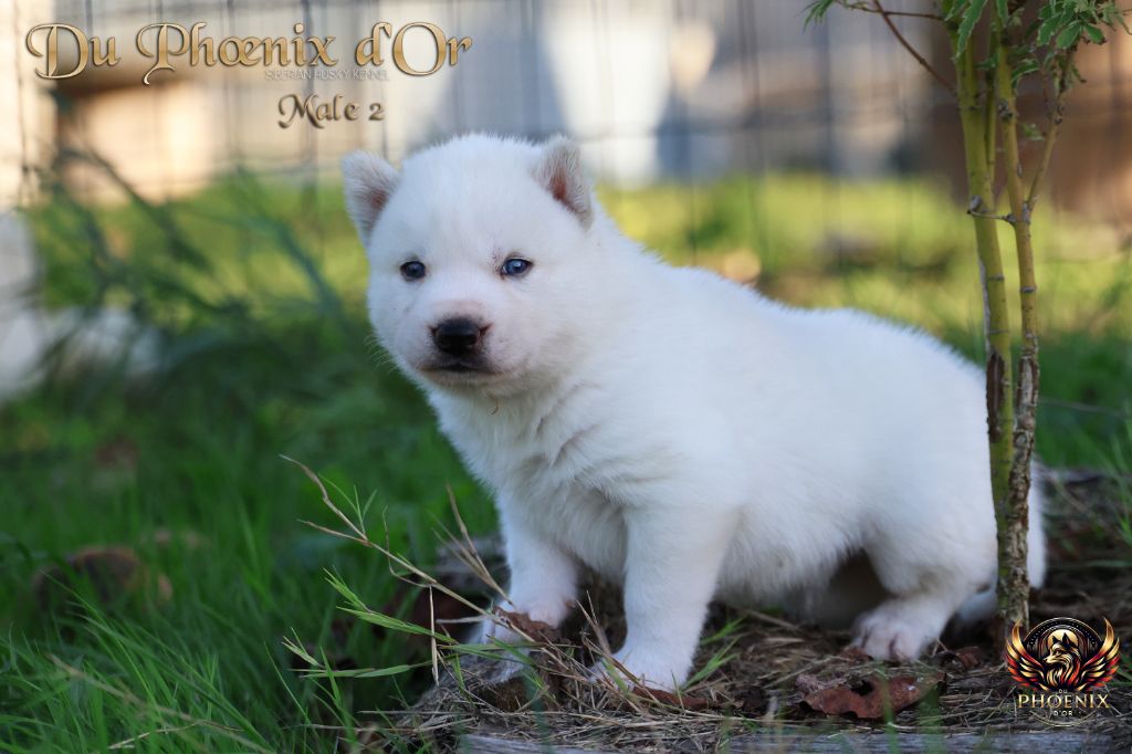 Du Phoenix D'Or - Chiots disponibles - Siberian Husky