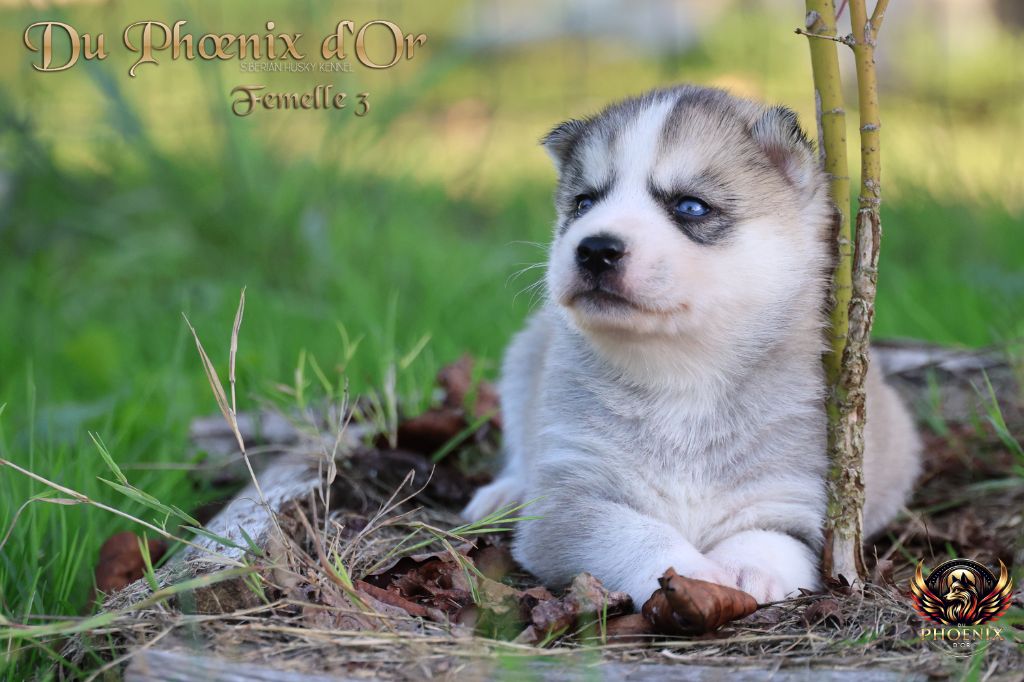Du Phoenix D'Or - Chiots disponibles - Siberian Husky