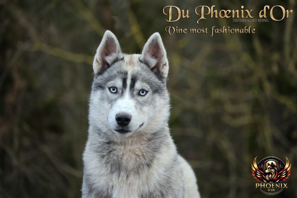 Du Phoenix D'Or - Chiots disponibles - Siberian Husky