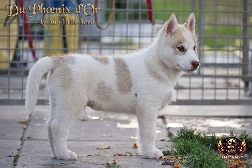Du Phoenix D'Or - Chiots disponibles - Siberian Husky