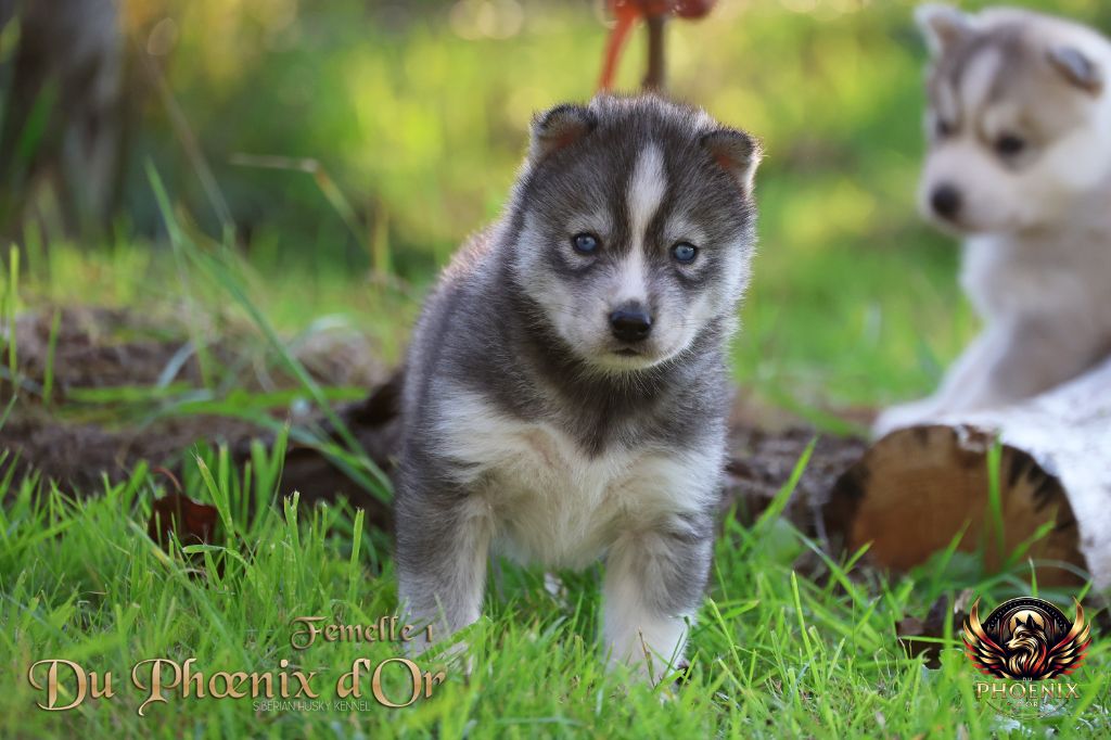 Du Phoenix D'Or - Chiots disponibles - Siberian Husky