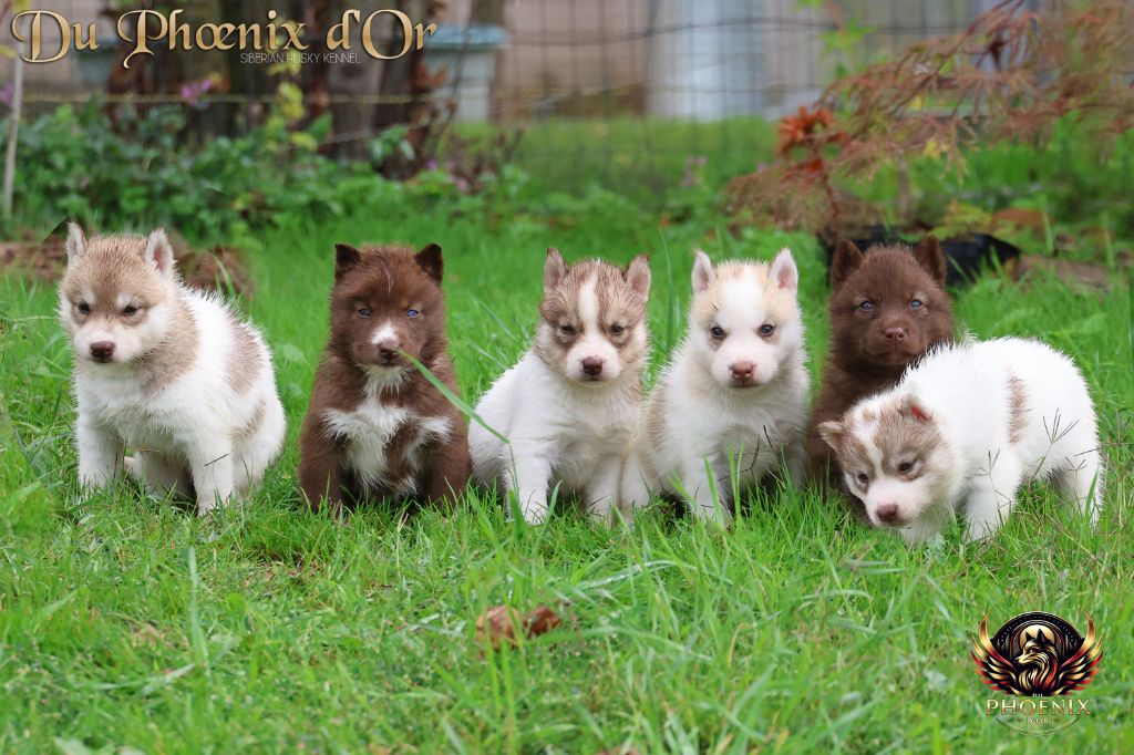 Du Phoenix D'Or - Siberian Husky - Portée née le 13/08/2025