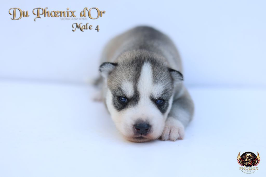Du Phoenix D'Or - Chiots disponibles - Siberian Husky