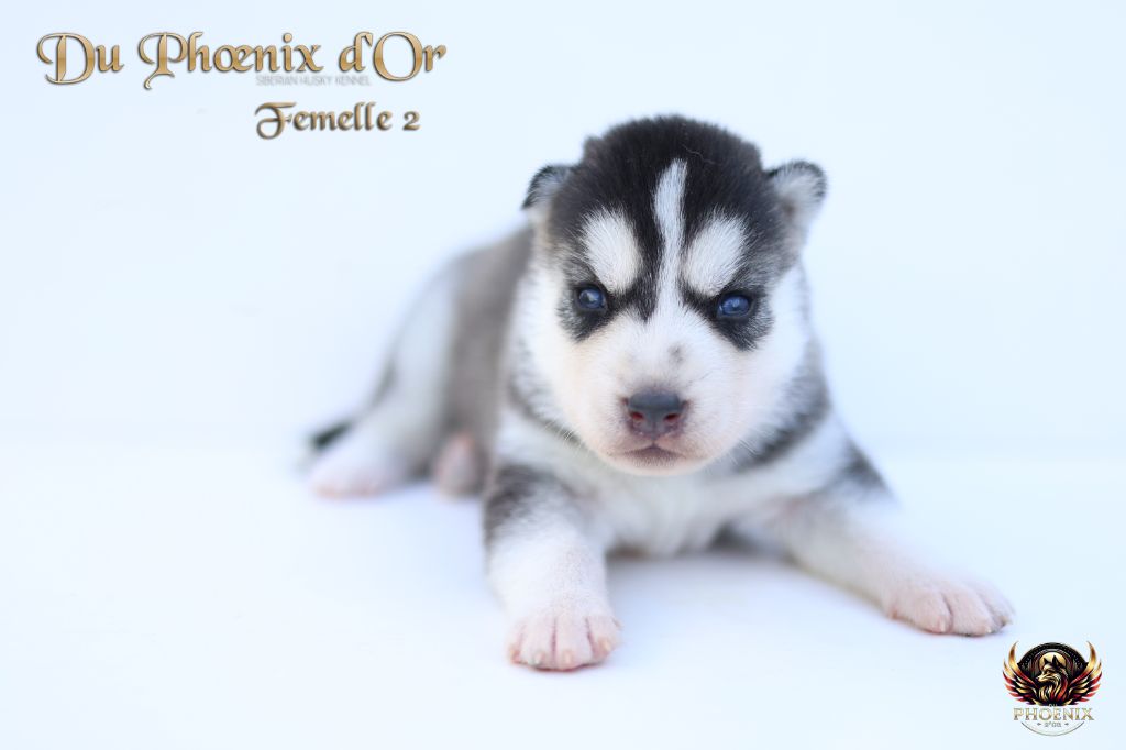 Du Phoenix D'Or - Chiots disponibles - Siberian Husky