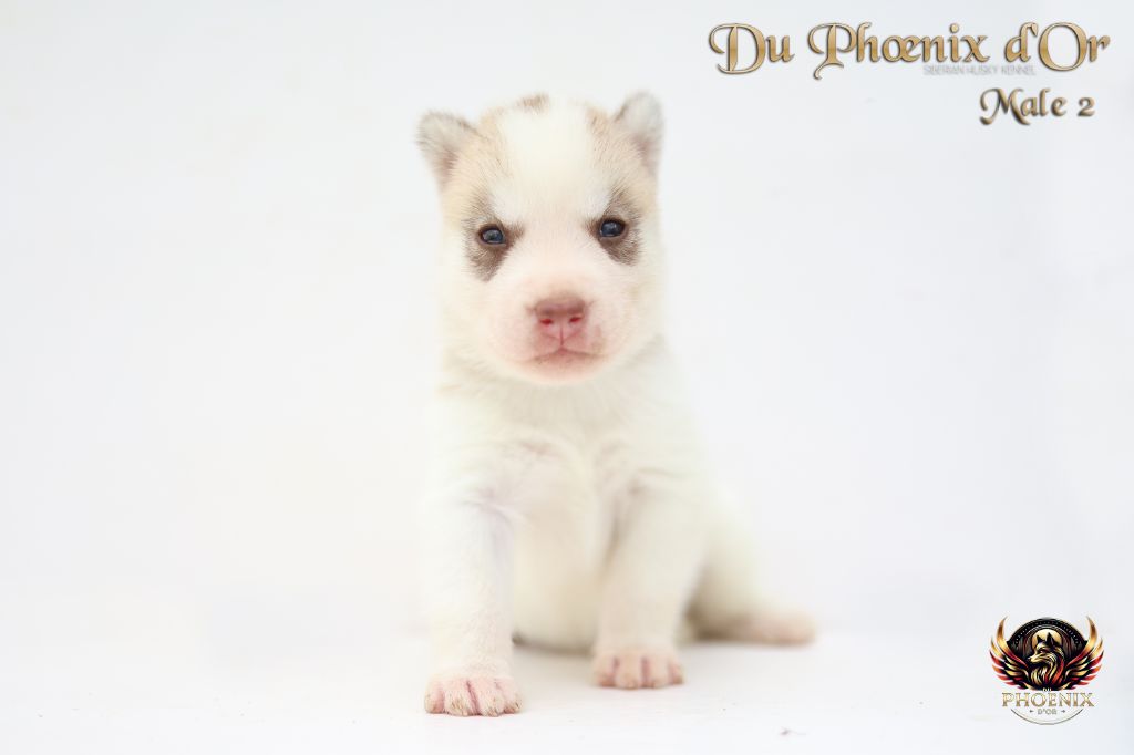 Du Phoenix D'Or - Chiots disponibles - Siberian Husky