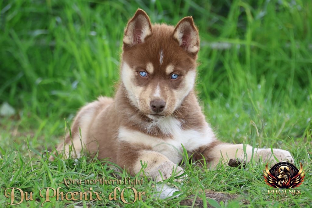 Du Phoenix D'Or - Chiots disponibles - Siberian Husky