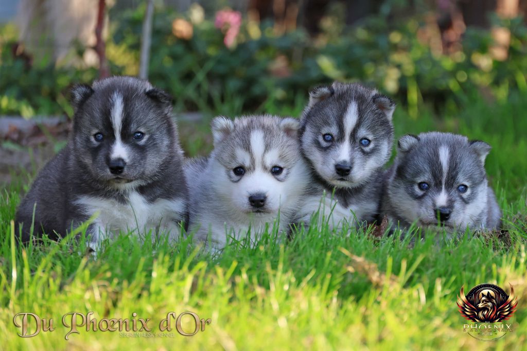 Du Phoenix D'Or - Siberian Husky - Portée née le 04/09/2025