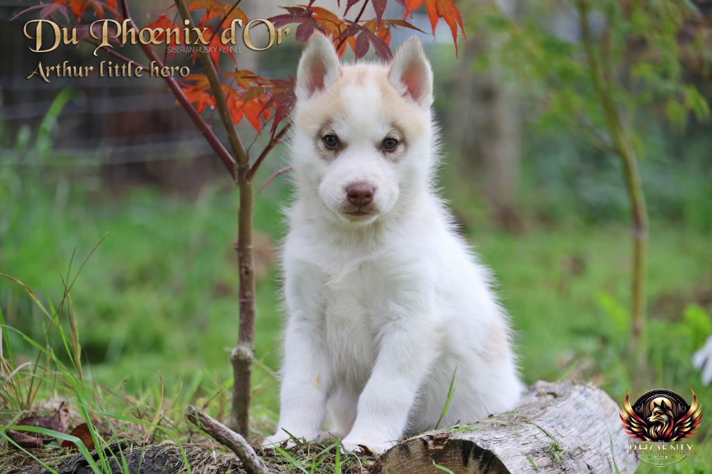 Du Phoenix D'Or - Chiots disponibles - Siberian Husky